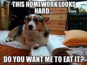 Homework dog